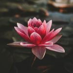 pink and white lotus flower