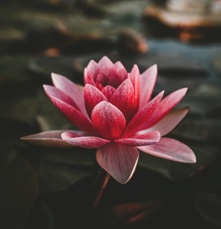 pink and white lotus flower
